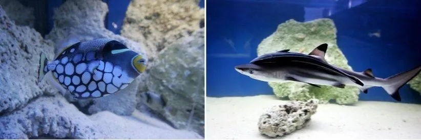 Szczecin oceanarium na Wałach Chrobrego - co warto zobaczyć?