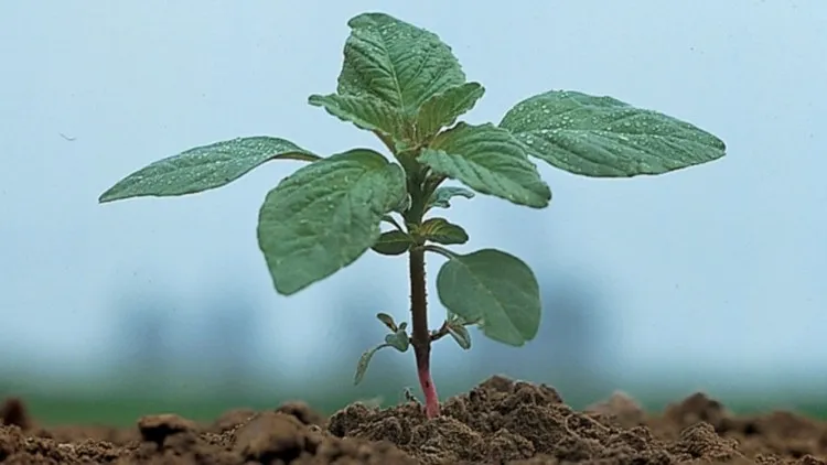 Jak skutecznie zwalczyć szarłat chwast i chronić plony przed stratami