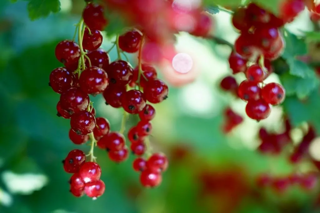 Sadzenie porzeczki czerwonej: Kiedy i jak dla obfitych zbiorów?