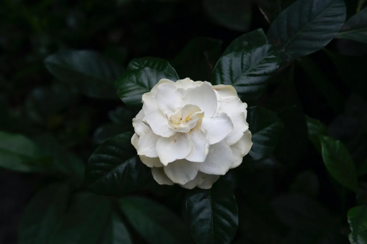 Dama kameliowa streszczenie: Klucz do zrozumienia miłości i poświęcenia