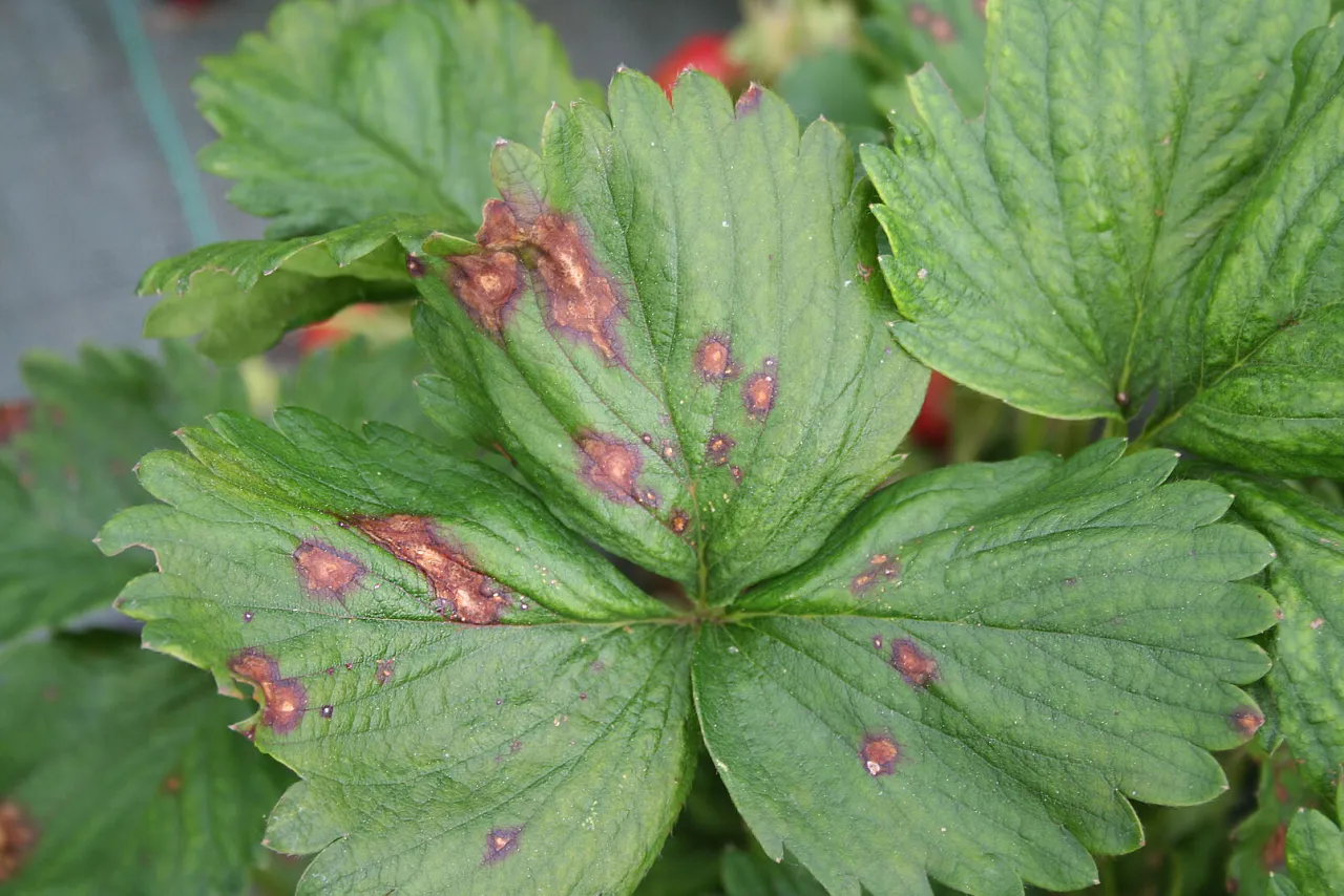 Plamy na liściach truskawek - diagnostyka i sposoby eliminacji