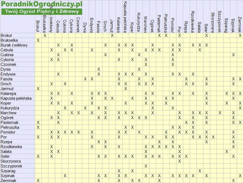 Kiedy siać kalarepę? Kalendarz siewu i sekrety obfitych zbiorów