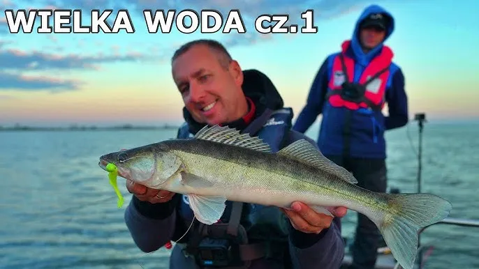 Jak złowić sandacza na spinning? Skuteczny przewodnik 2024