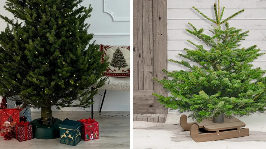 Czym owinąć doniczkę choinki, aby skutecznie chronić przed zimnem?