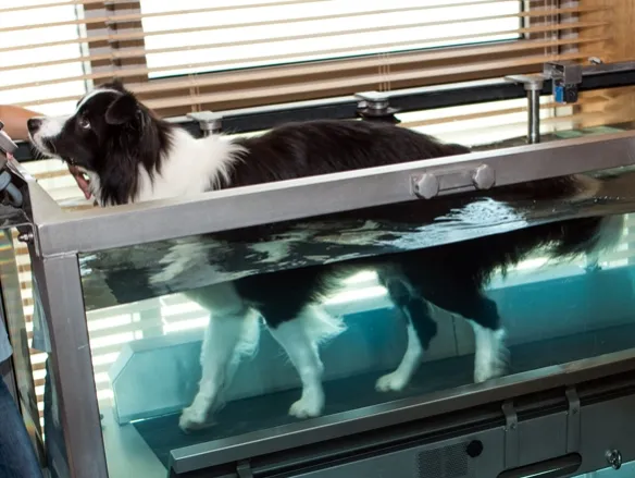 Ile zarabia fizjoterapeuta zwierząt? Zaskakujące różnice w wynagrodzeniu