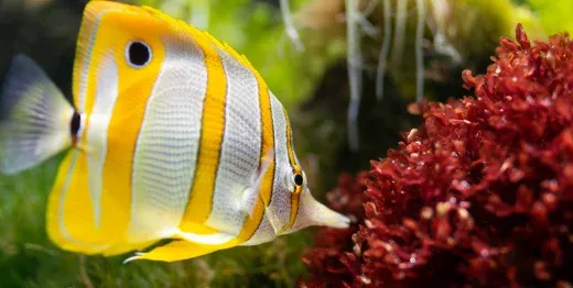 Ile razy karmić rybki w akwarium? Poznaj zasady i uniknij błędów