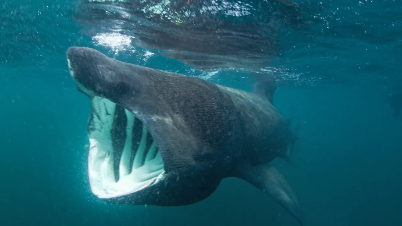 Rekiny w Bałtyku? Fakty, gatunki i bezpieczeństwo dla człowieka Rekiny w Bałtyku? Fakty, gatunki i bezpieczeństwo dla człowieka