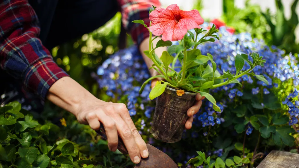 Sadzenie petunii po 15 maja: Klucz do sukcesu i bujnych kwiatów