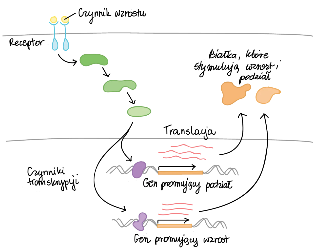Co to jest transkrypcja w biologii i jak wpływa na ekspresję genów