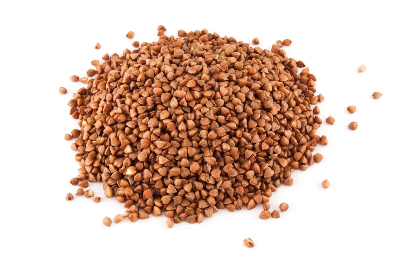 Czy pies może jeść kaszę gryczaną? Odkryj korzyści i ryzyka