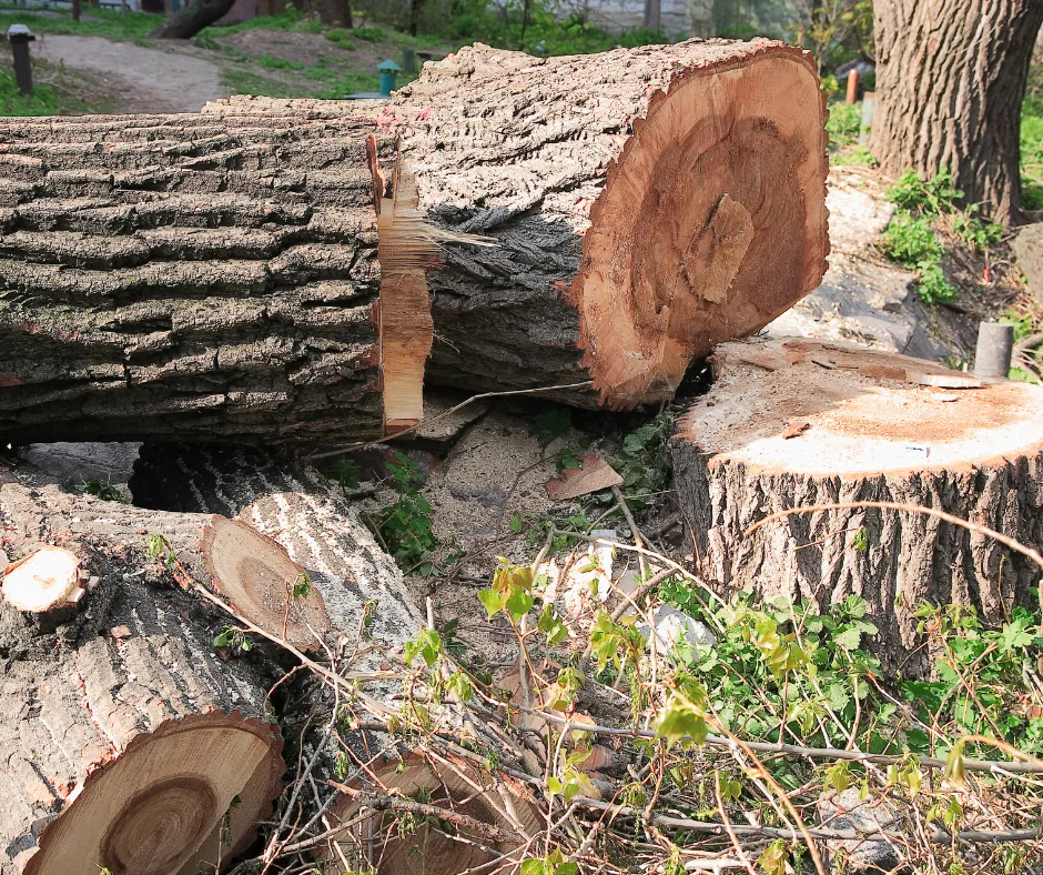 Wycinka drzew do kiedy? Sprawdź, by uniknąć kary i problemów