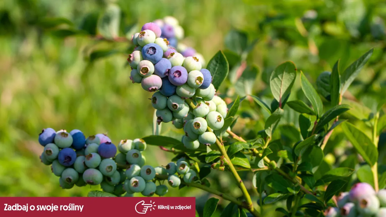 Kiedy sadzić borówki? Wybierz idealny termin i ciesz się plonami