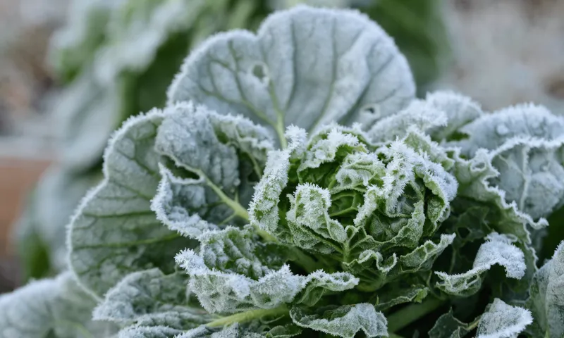 Jak zabezpieczyć ogród warzywny przed mrozem? Skuteczne sposoby na przetrwanie zimy