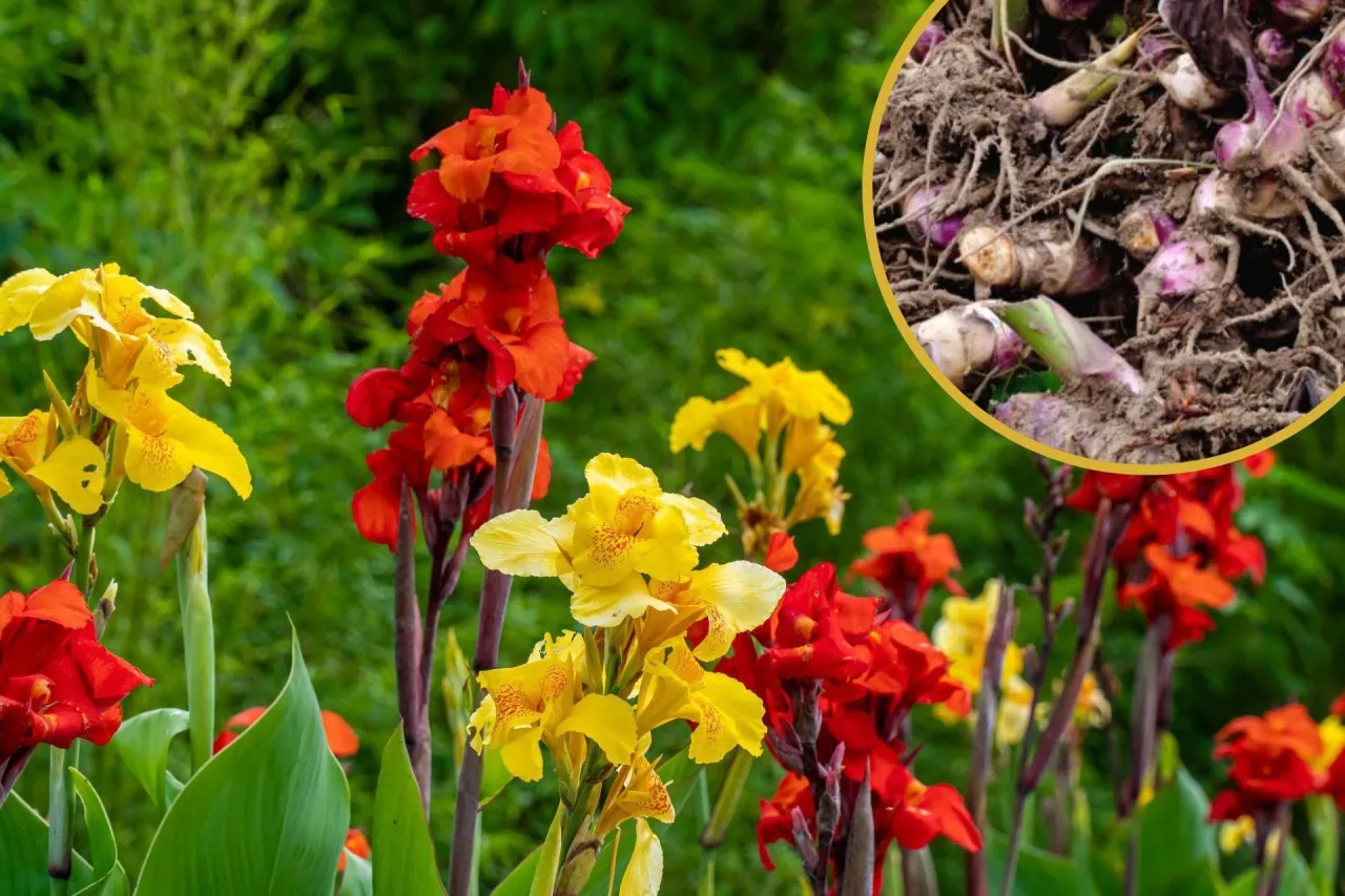 Kiedy sadzić kannę do gruntu, aby uniknąć przymrozków i błędów?