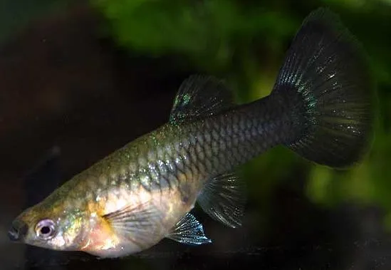 Jak rozmnażają się gupiki? Poznaj sekrety ich rozmnażania w akwarium