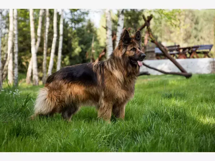 Ile trwa ciąża u psa owczarka niemieckiego? Poznaj ważne fakty