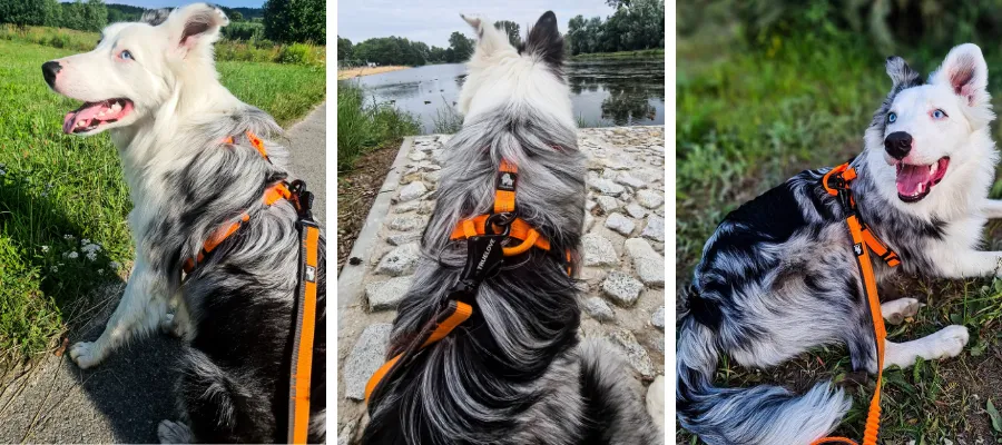 Obroża czy szelki dla dużego psa – co wybrać dla bezpieczeństwa?