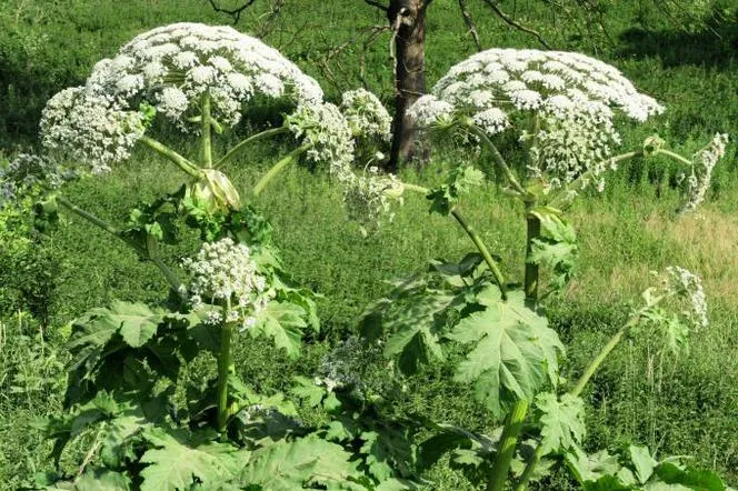 Chwast sosnowskiego - jak uniknąć niebezpieczeństw i skutecznie zwalczać