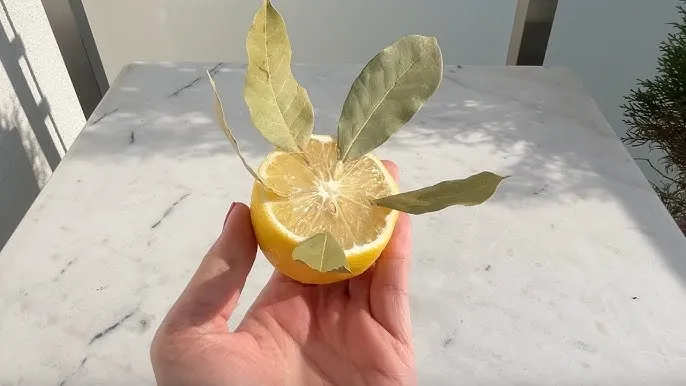 Zastosowanie liści cytryny w kuchni i nie tylko - poradnik