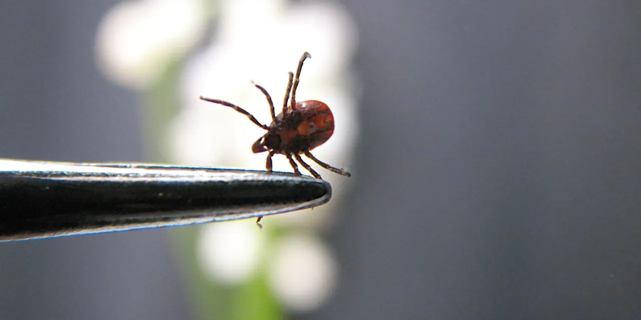 Czy kleszcze latają? Obalamy mit i wyjaśniamy prawdę Czy kleszcze latają? Obalamy mit i wyjaśniamy prawdę