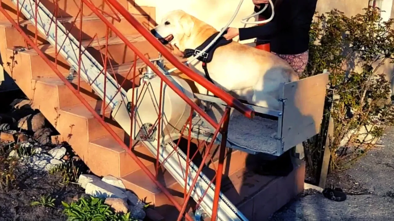 Bezpieczne dźwiganie psa po schodach: Prosty sposób na wygodny transport