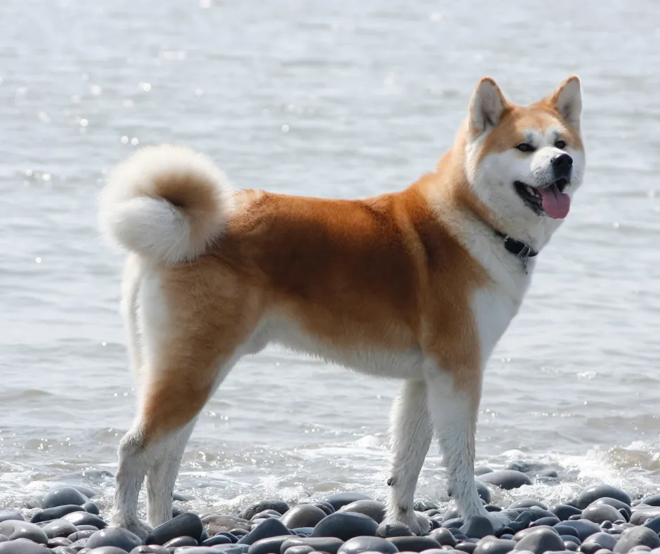 Akita: Groźna czy źle wychowana? Prawda o charakterze rasy.