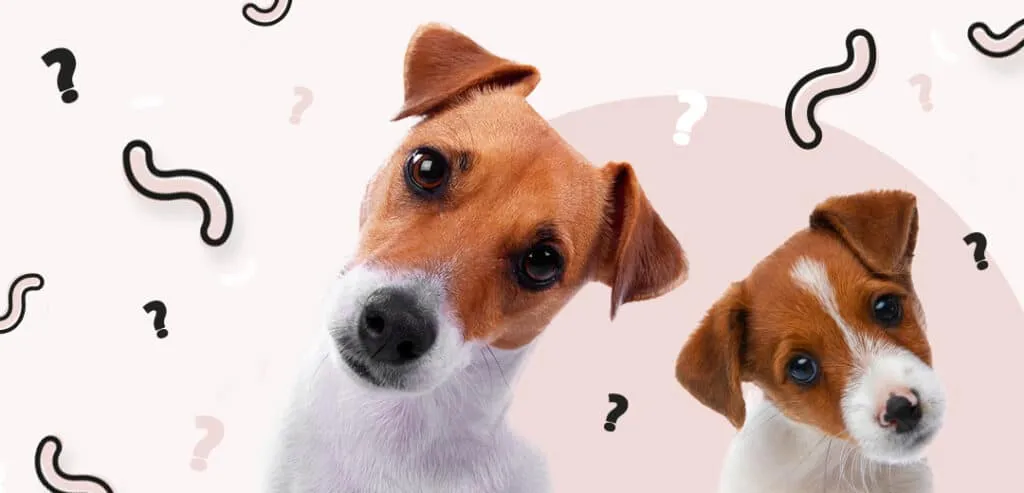 Co ile odrobaczać psa, aby zapewnić mu zdrowie i bezpieczeństwo?