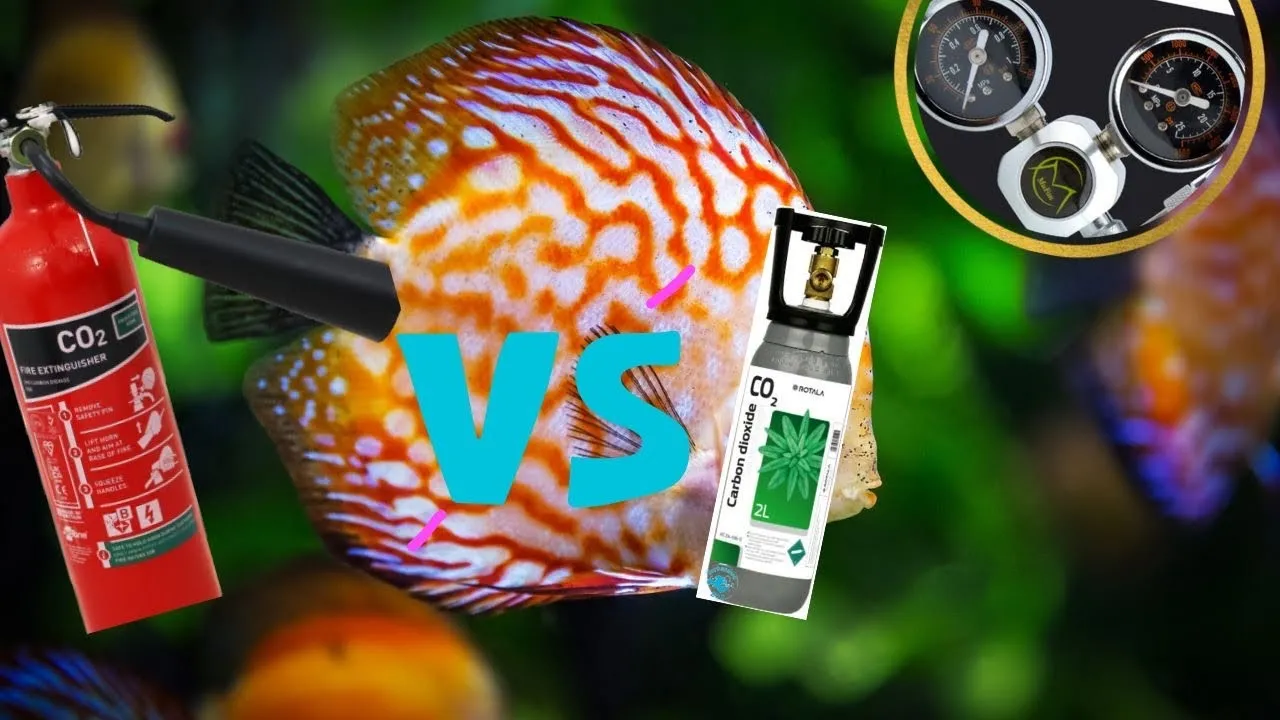 Korzyści z CO2 w akwarium: Szybszy wzrost roślin i zdrowe ryby