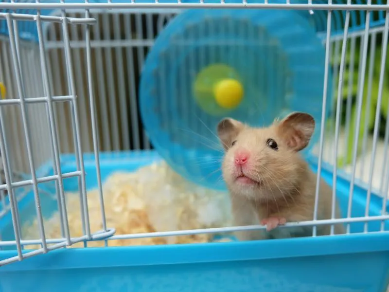 Jakie wymiary klatki dla chomika zapewnią mu zdrowie i szczęście?