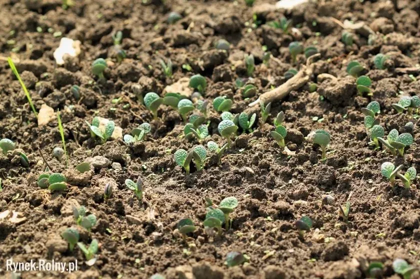 Jak siać rukolę w doniczce - uniknij najczęstszych błędów w uprawie