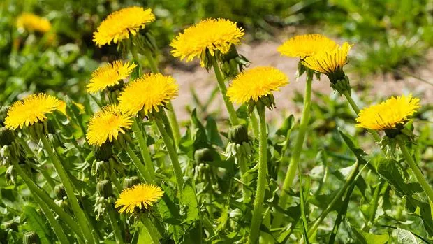 Chwast podobny do mlecza: jak go rozpoznać i uniknąć toksyczności