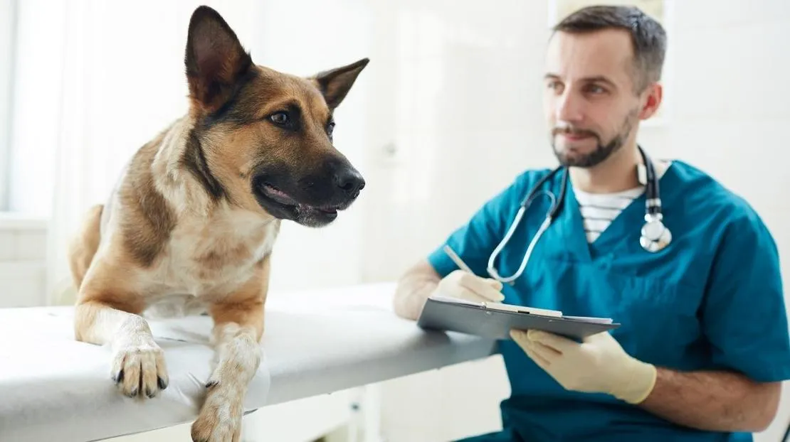 Odrobaczanie psa jak często? Kluczowe informacje dla zdrowia pupila