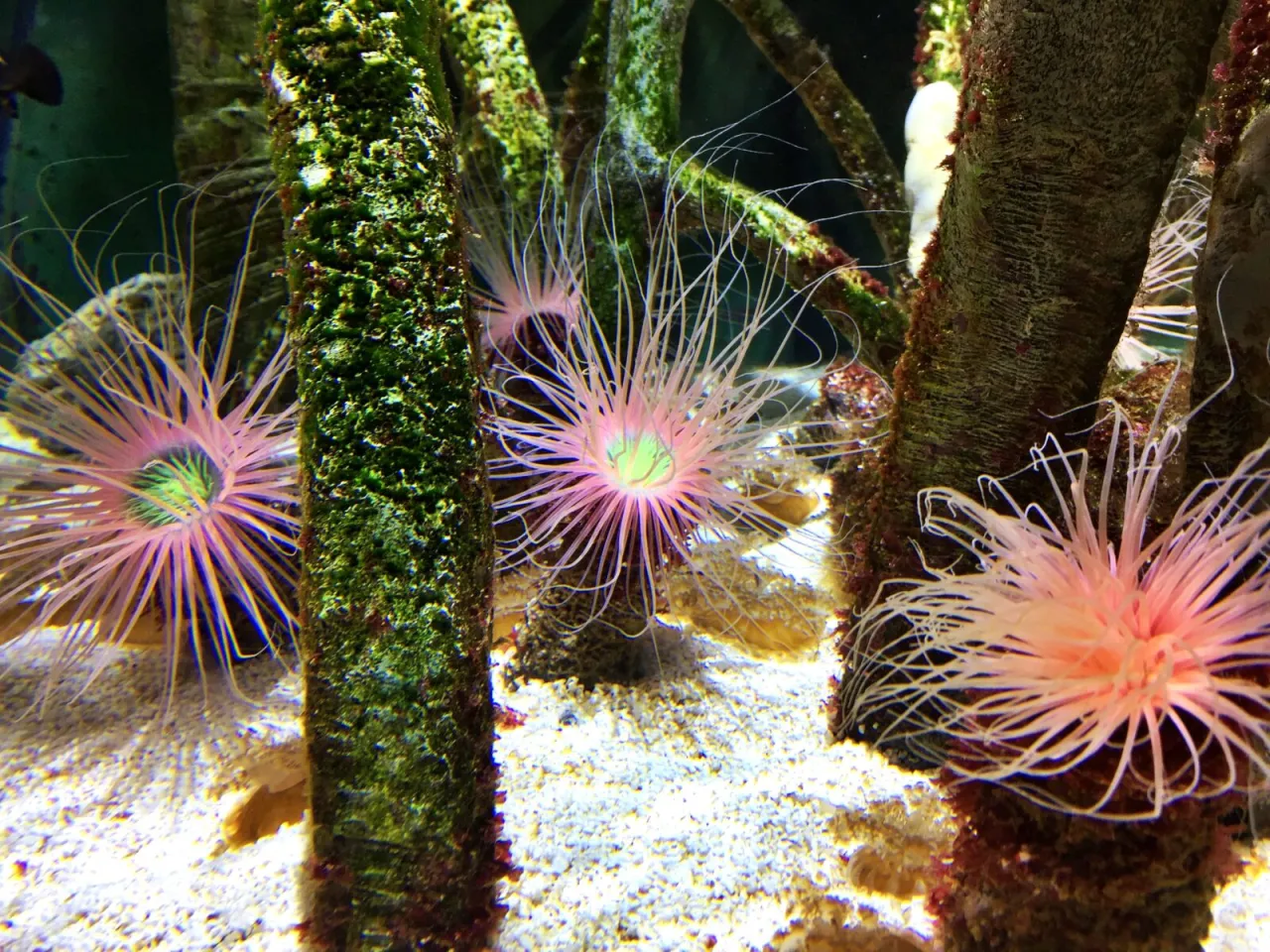 Oceanarium w Czechach: Fascynujące atrakcje i niezapomniane wrażenia