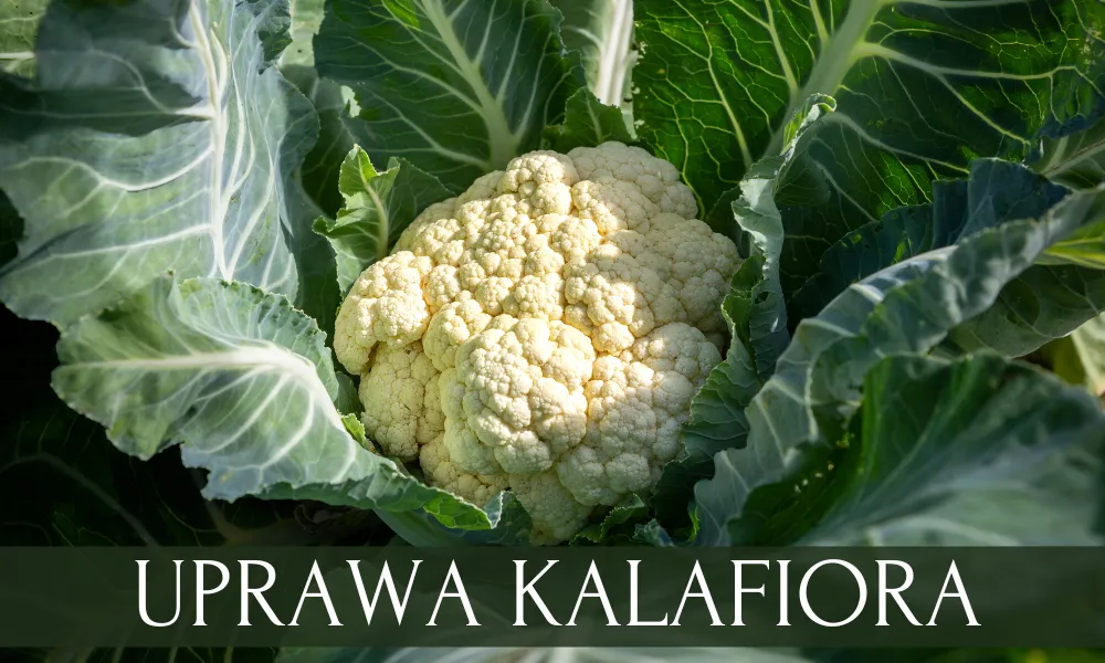 Uprawa kalafiora: klucz do sukcesu i idealnych róż w ogrodzie