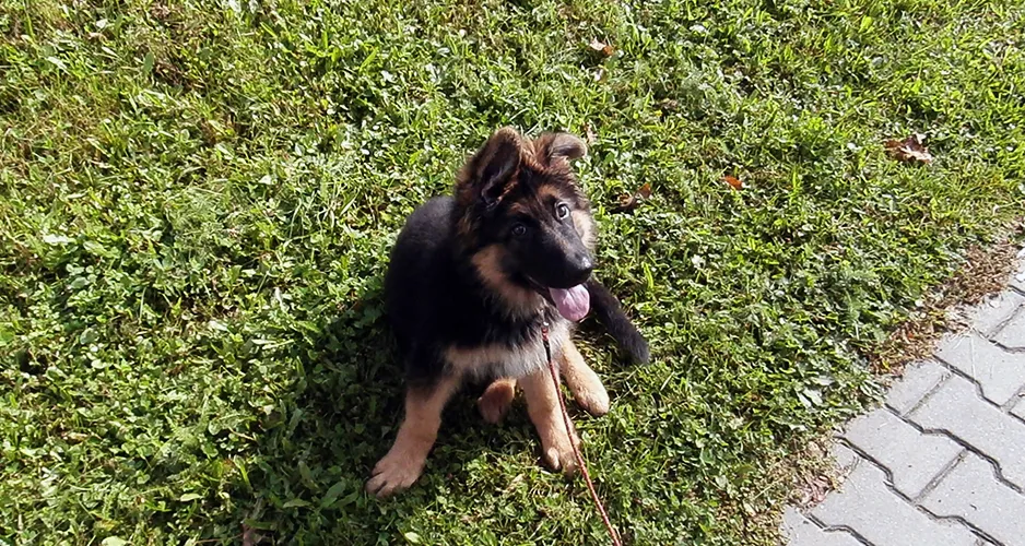 Kiedy szczeniak owczarka niemieckiego zmienia sierść i jak to przetrwać