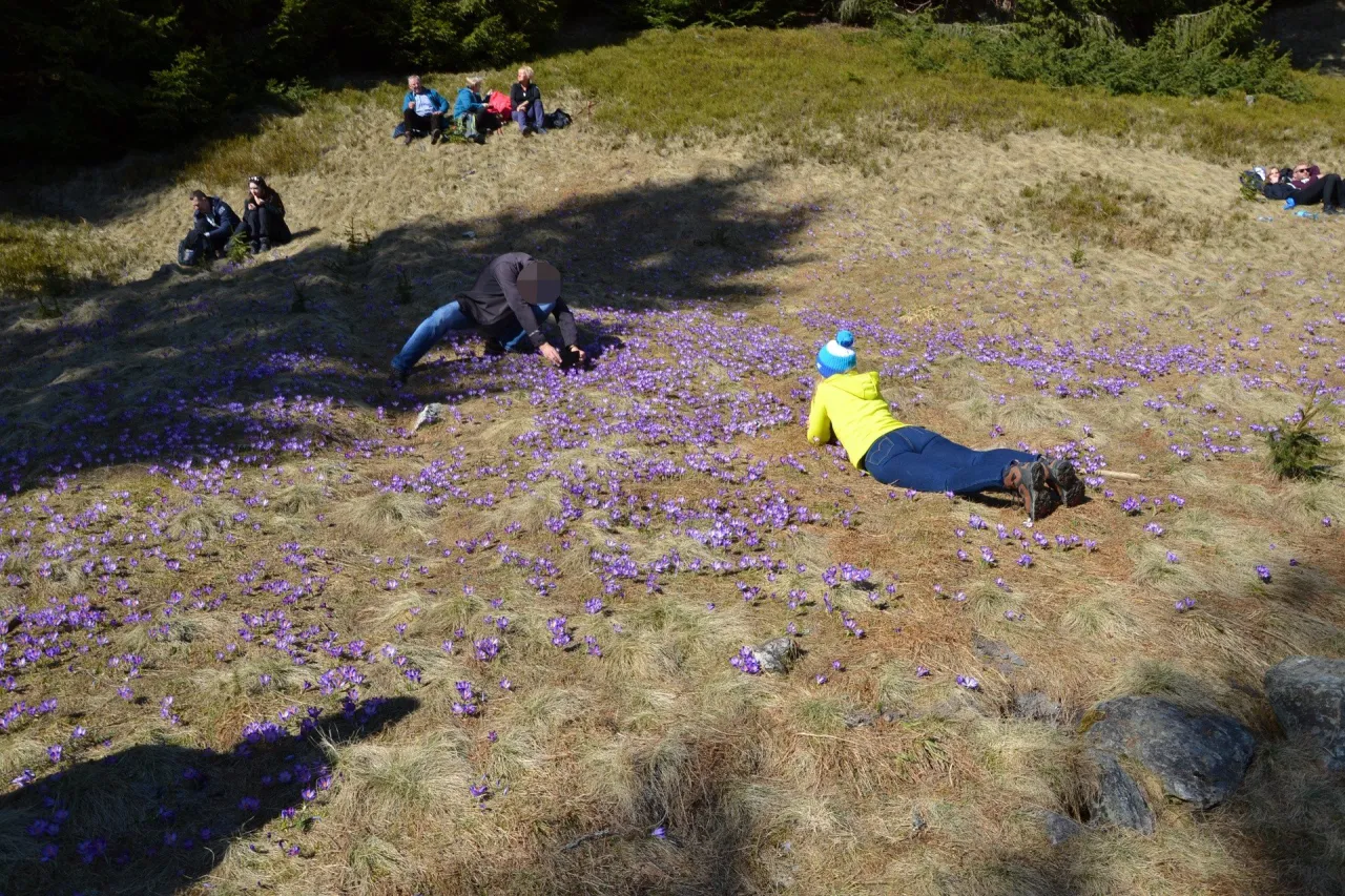 Kiedy kwitną krokusy w Dolinie Chochołowskiej? Magiczny czas w Tatrach