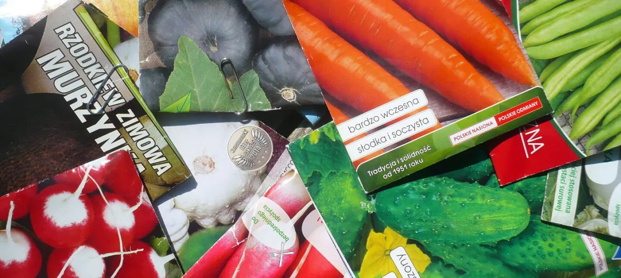 Kiedy siać marchew? Kalendarz siewu i triki na obfity plon!