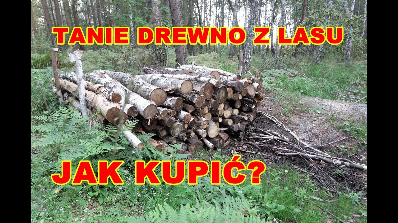 Po ile drzewo w lesie - poznaj wiek drzew i zasady wycinki