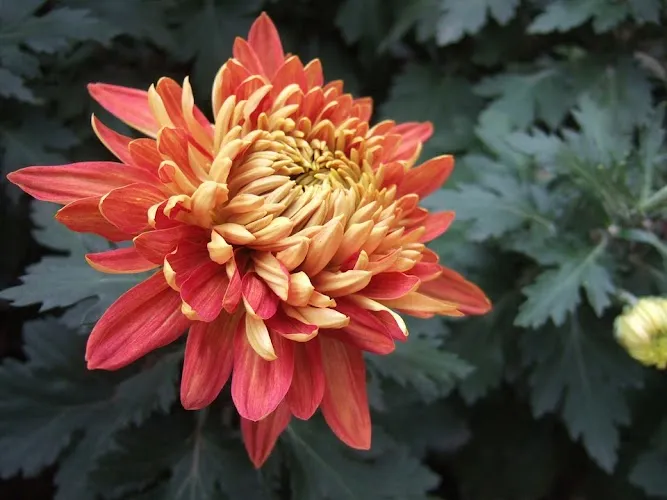 Chryzantemy kiedy kwitną: poznaj tajemnice ich piękna i pielęgnacji