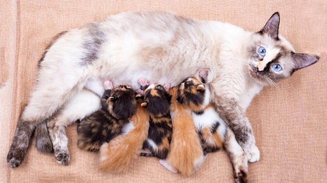 Dlaczego kotka gryzie swoje małe? Zrozumienie tego zachowania