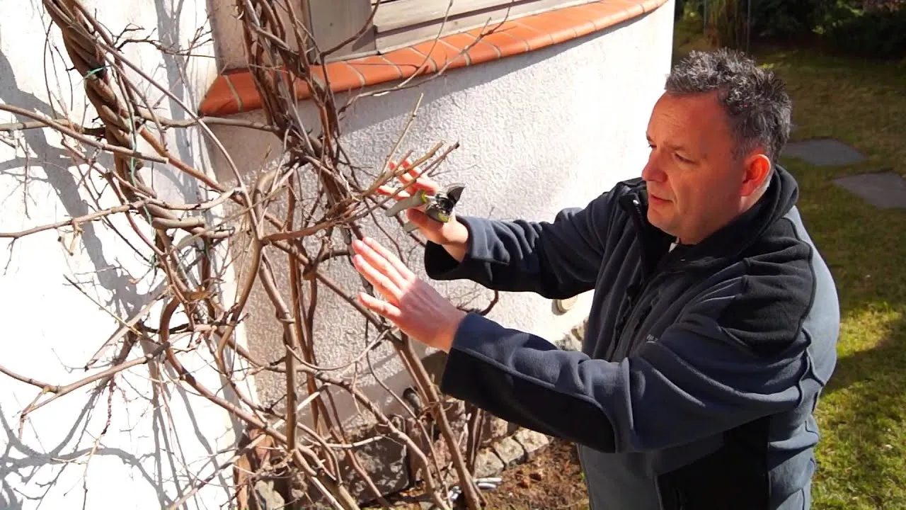 Jak przycinać wisterię, aby uniknąć błędów i cieszyć się kwiatami