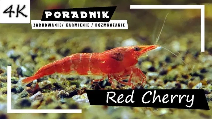 Jak krewetki się rozmnażają - poznaj sekrety skutecznego rozmnażania