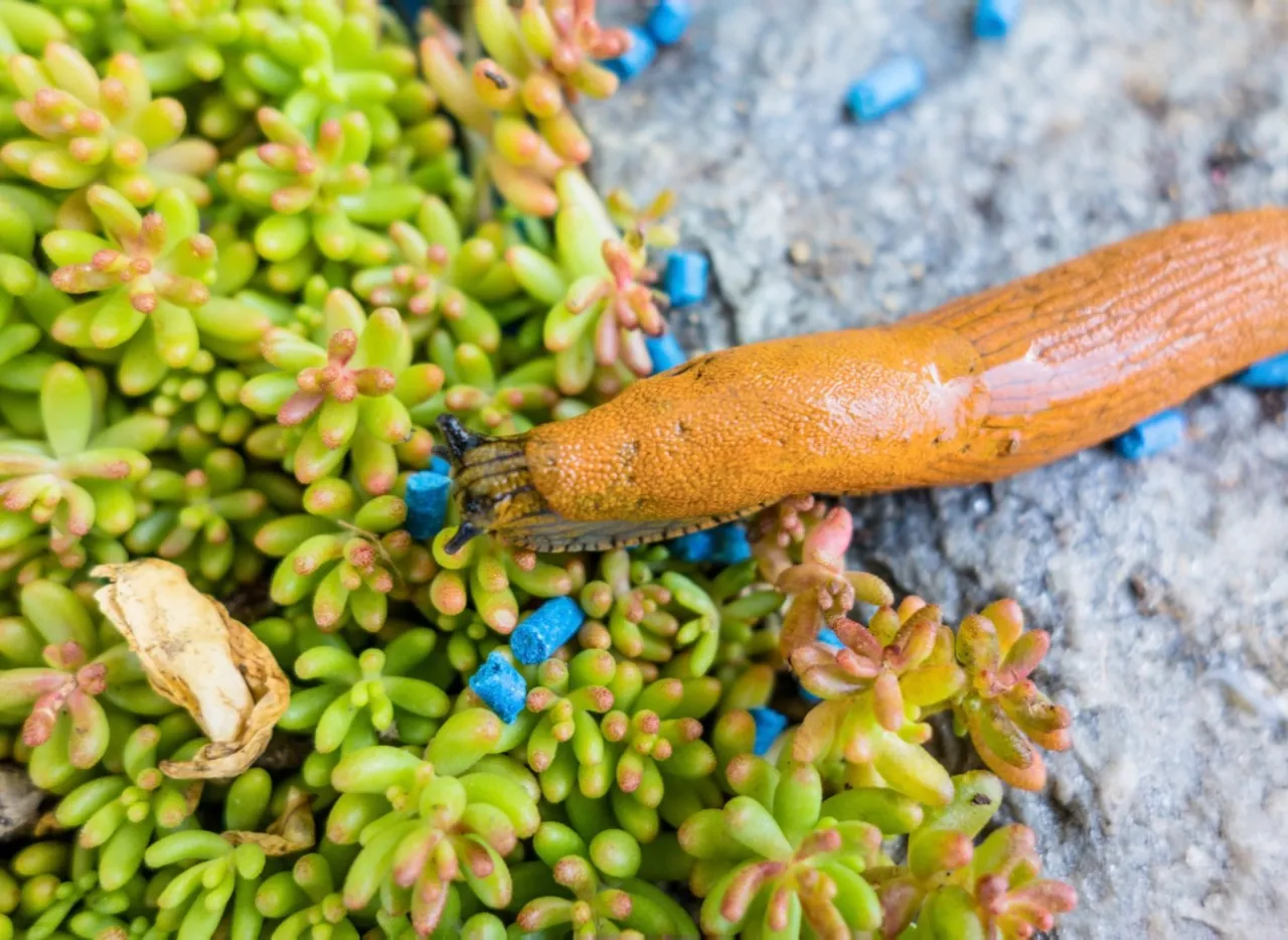Jak działają niebieskie granulki na ślimaki i dlaczego są skuteczne?