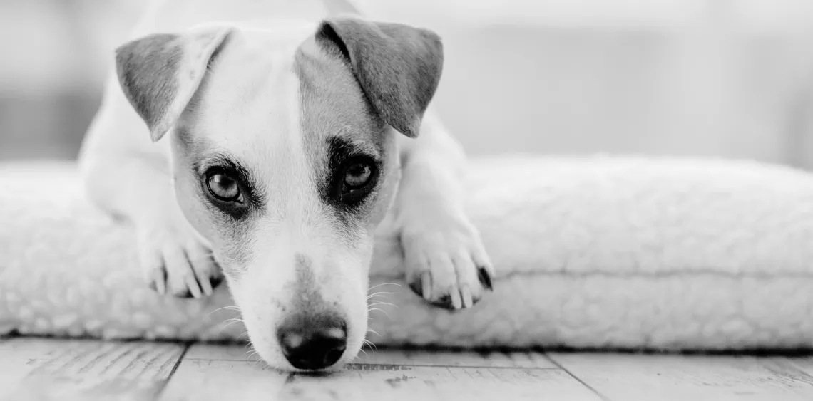 Czy psy po śmierci odwiedzają swój dom? Przekonania i znaki obecności