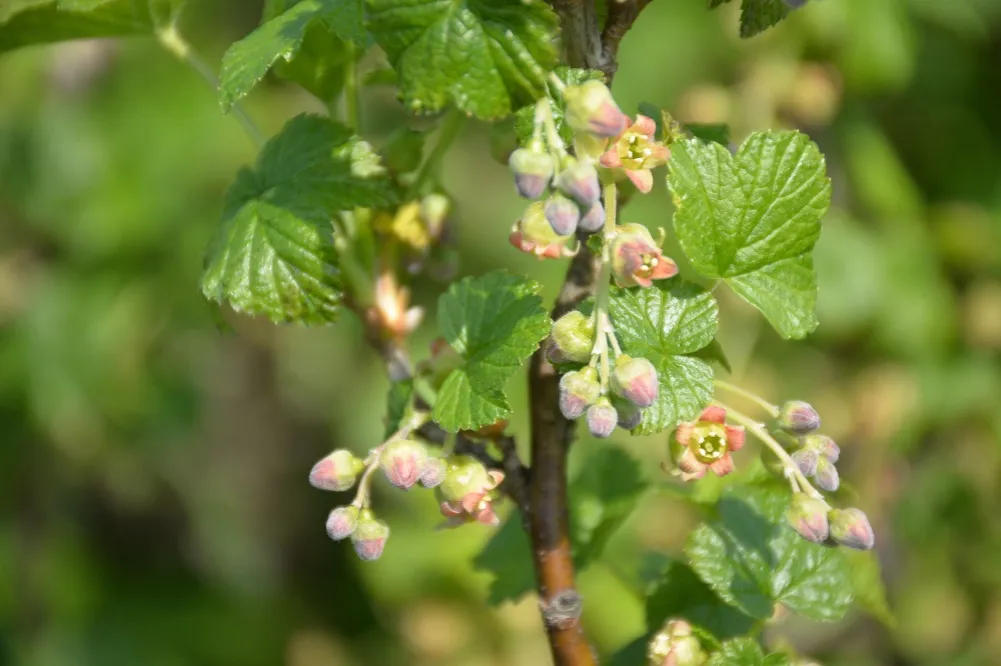Jak kwitnie czarna porzeczka? Kluczowe etapy i pielęgnacja rośliny