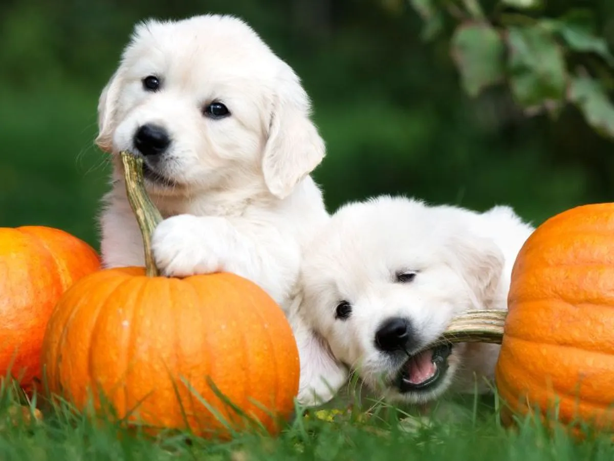 Czy pies może jeść pestki dyni? Oto, co musisz wiedzieć o bezpieczeństwie