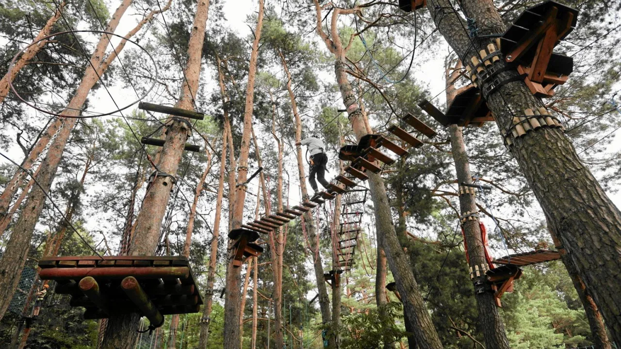 Park linowy - Najwyższy w Polsce? Odkryj rekordy i widoki!