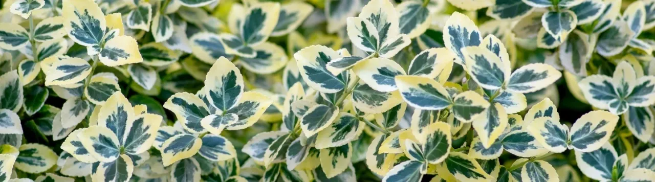 Trzmielina jaka gleba: idealne podłoże dla zdrowego wzrostu roślin