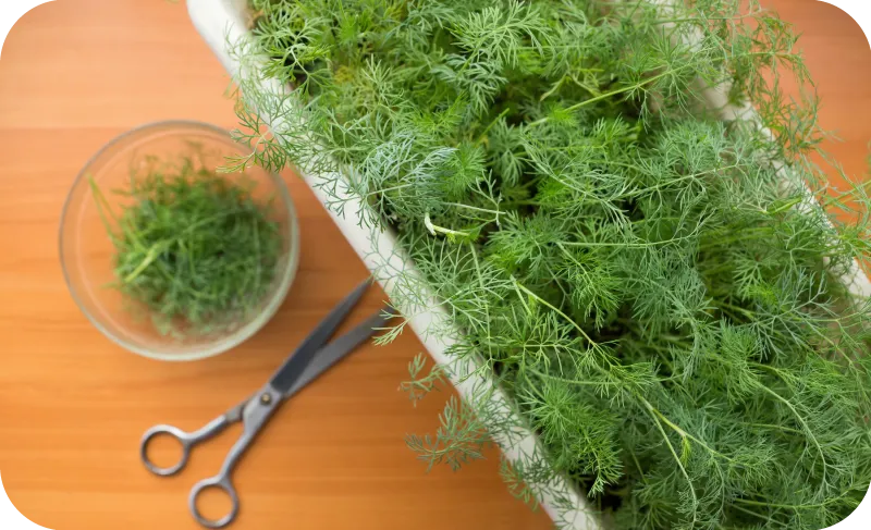 Kiedy sadzić koper do gruntu, aby uniknąć nieudanych zbiorów?