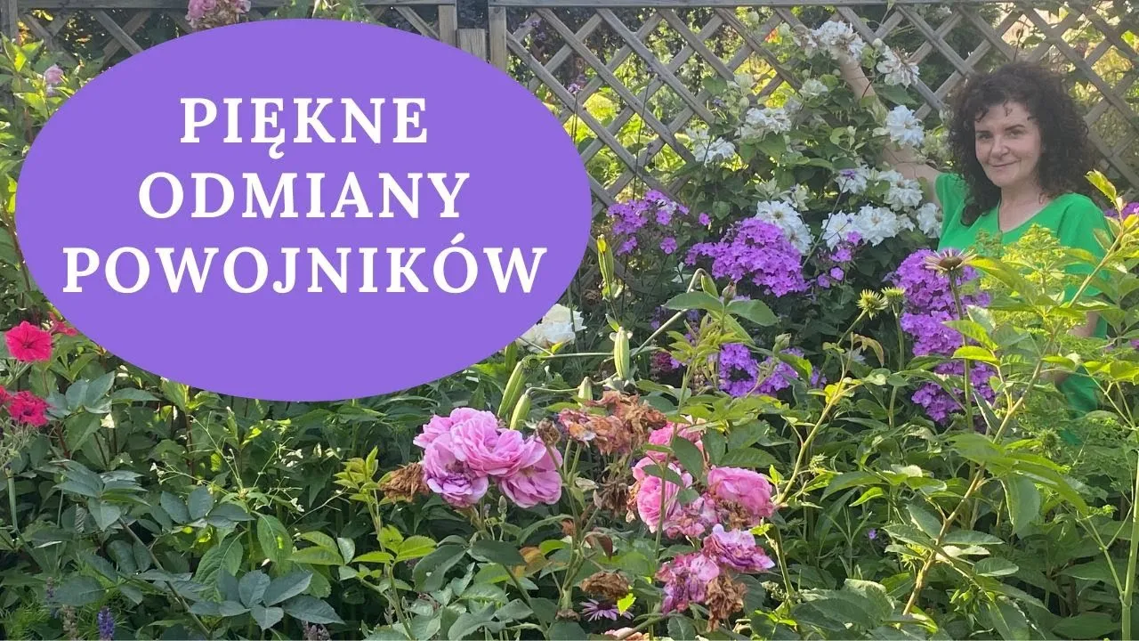 Kiedy kwitną clematisy? Odkryj sekrety ich pięknych kwiatów